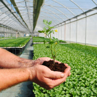 plantula de tomate