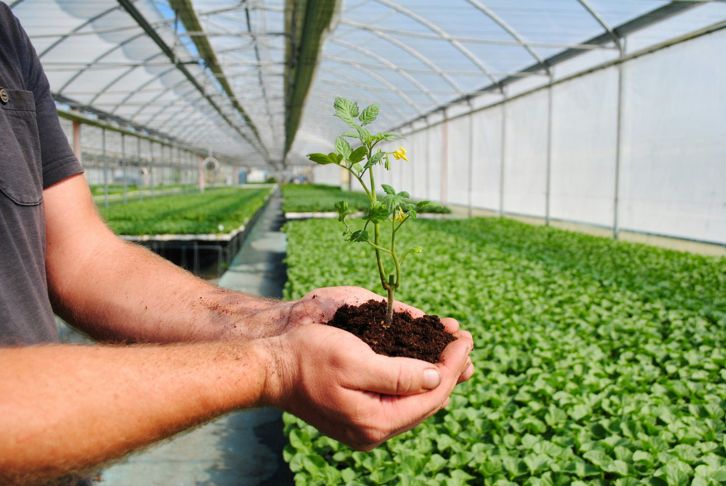 plantula de tomate